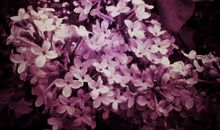 在丁香花开的日子里_900字