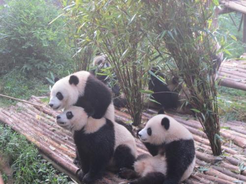 高中叙事成分：成都巨头熊猫赛后_750字
