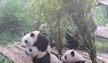 高二叙事作文：成都大熊猫基地之行_750字