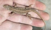 我和小蜥蜴_350字