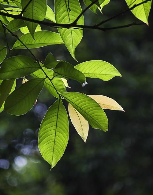 背光_250字