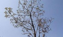 初二状物作文：一棵香椿树_600字