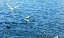 初秋，一份思念遥寄远方_1000字