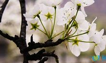 初二状物作文：月下梨花寂_650字