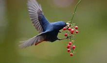 初二状物作文：小鸟觅食_650字