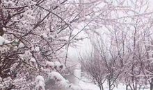 关于雪景的作文：家乡的雪景_800字