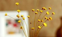 凋落的野雏菊_650字