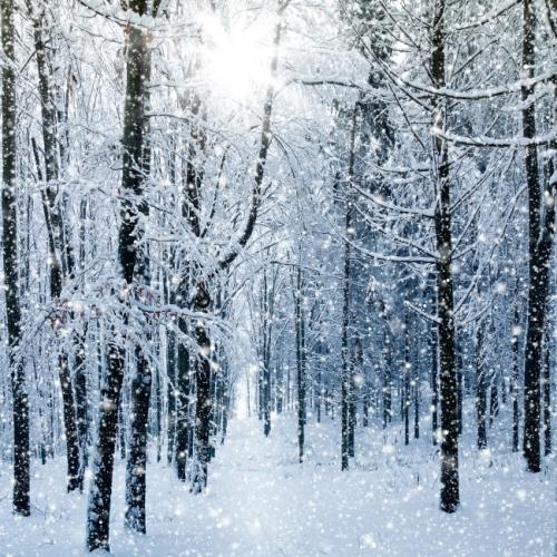 雪景上的组成：苏州雪景_800字