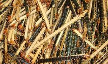 人与“蜈蚣”_900字