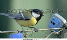 鸟儿的悲剧_450字