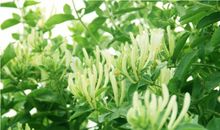 【劳动节】摘金银花_1200字