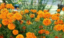 和妈妈真诚沟通_500字