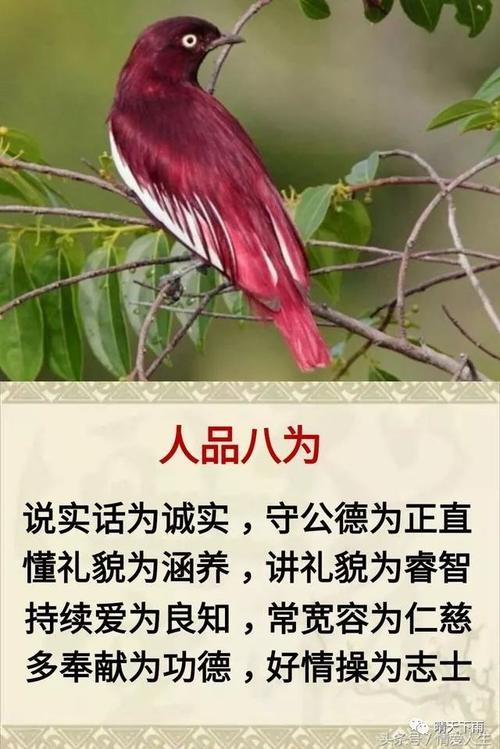 成为真诚_600字的人