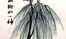 柳树与松树_550字