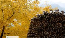 四年级写景作文：铺满金黄落叶的上学路_250字