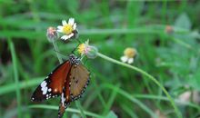 蜜蜂和蝴蝶的故事_500字