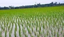 四年级写景作文：田园风光_400字