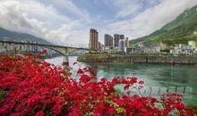 四年级状物作文：三角梅_400字