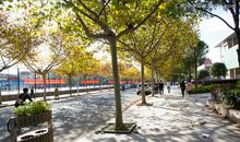 四年级状物作文：校园的梧桐树_400字