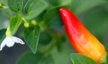 四年级状物作文：朝天椒_400字