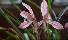 春天在哪里_400字