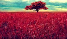 纪念午后的太阳_900字