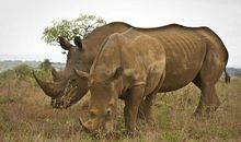 野生动物该不该吃_3000字