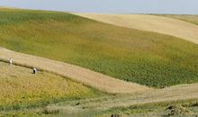 麦浪再美，不过耕地_550字