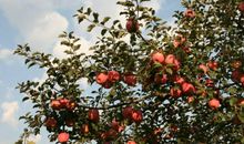 秋天，去果园摘苹果_550字