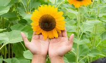 [2020年高考征文小学组]美丽的太阳花（点评）_1500字