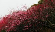 [2020年高考征文高中组]山河当无恙 人间亦有情（点评）_1500字