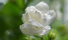 美丽的茉莉花_350字