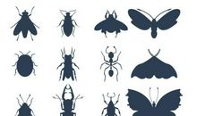 蝴蝶飞进琉璃瓶十二_1200字