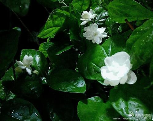 我喜欢茉莉花_350字