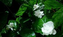 我爱茉莉花_350字