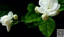 茉莉花_400字