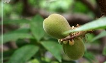 青涩的果实_1000字