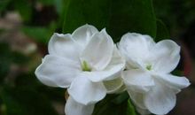 我家的茉莉花_250字