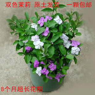 茉莉_250字