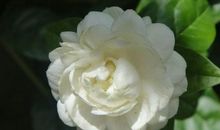 清香四溢的茉莉花_800字