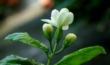 淡淡的茉莉花_800字