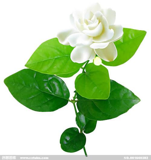 我最喜欢的茉莉花_600字