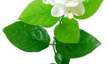 我最喜爱的茉莉花_600字