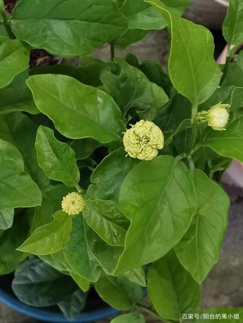 阳台的茉莉_600字