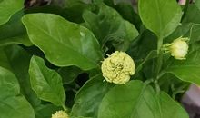 阳台的茉莉花_600字