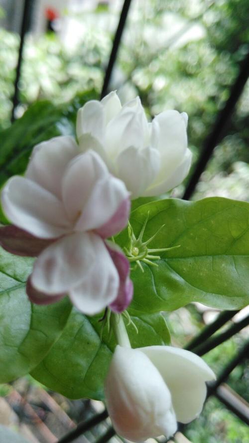 我喜欢茉莉_500字