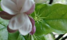 我爱茉莉花_500字