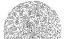 我发现了孔雀开屏的秘密_550字