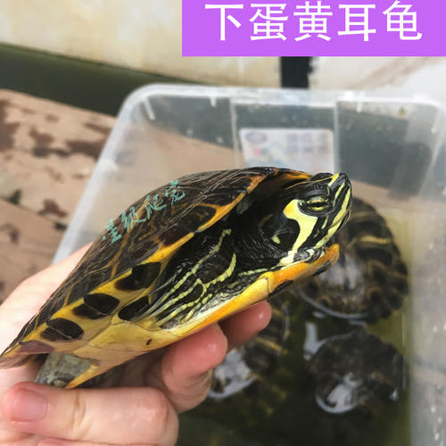 龟布局_300字