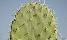 仙人掌也有一片天空_800字